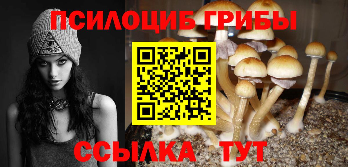 Галлюциногенные грибы Psilocybine cubensis Северобайкальск